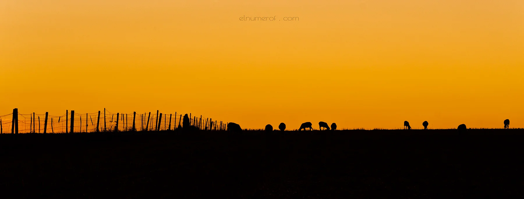 REBAÑO AL ATARDECER.jpg