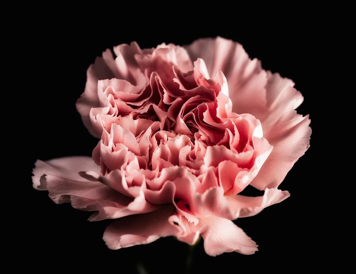 CLAVEL FONDO NEGRO 1.jpg