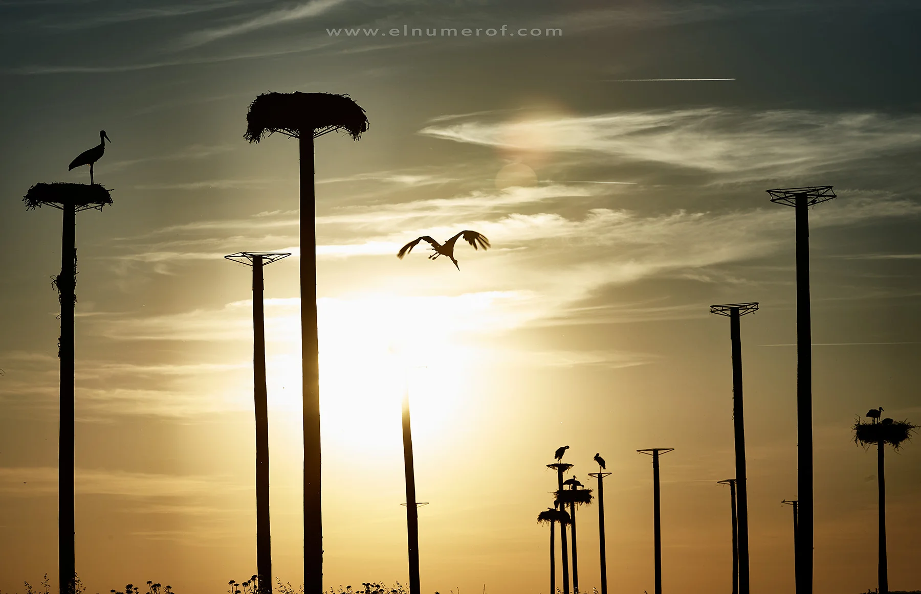 CIGÜEÑAS AL ATARDECER03 4.jpg