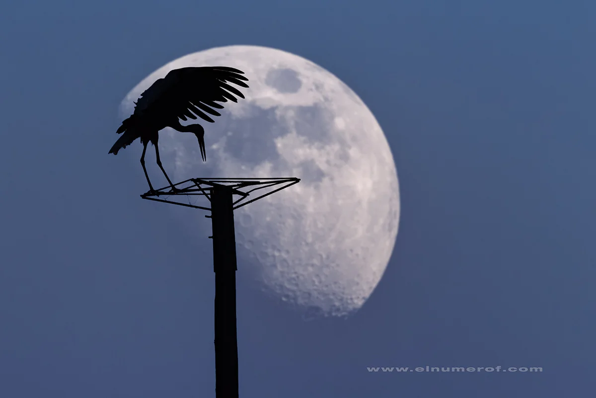 CIGÜEÑA Y LUNA 1.jpg