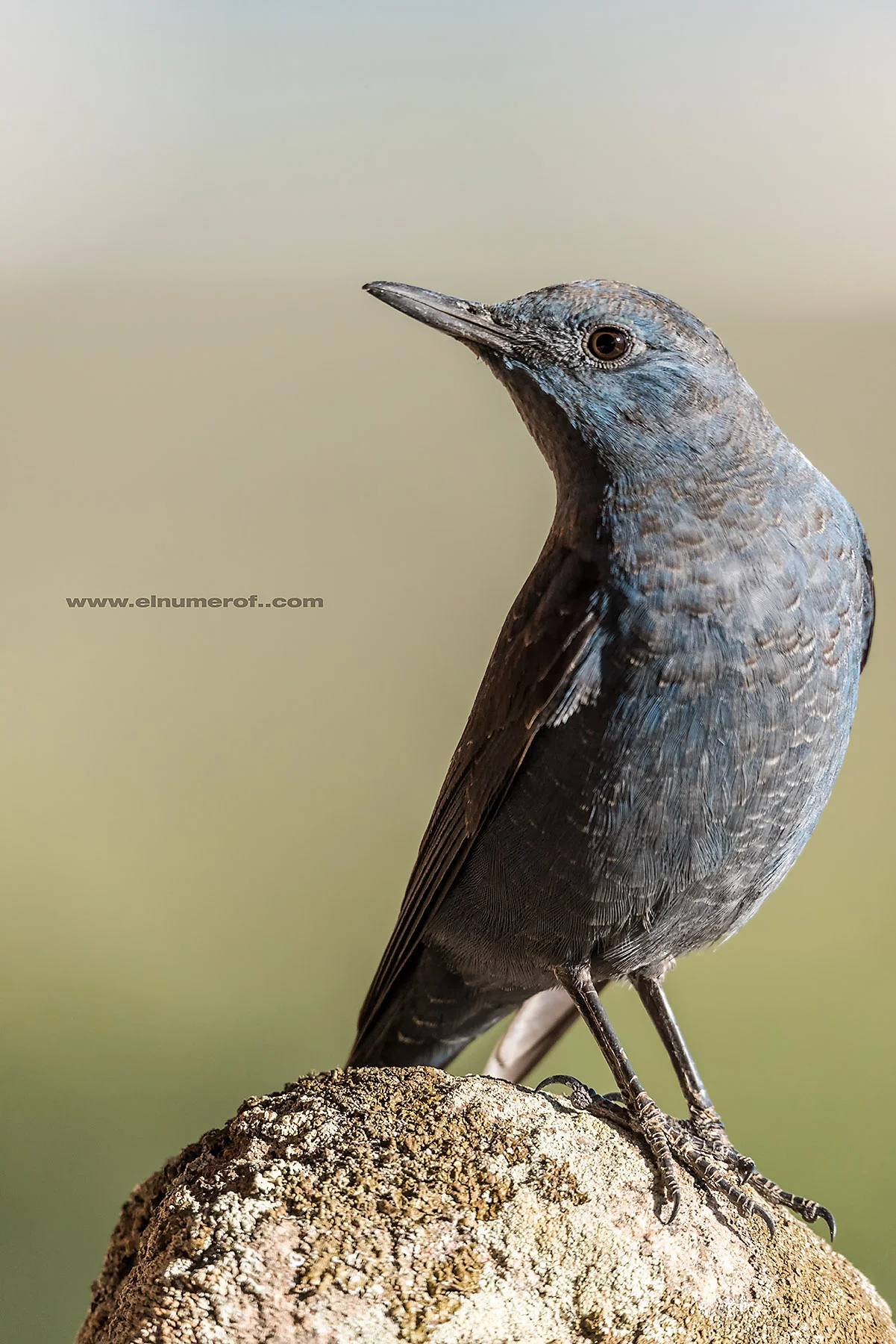 ROQUERO SOLITARIO 1.jpg