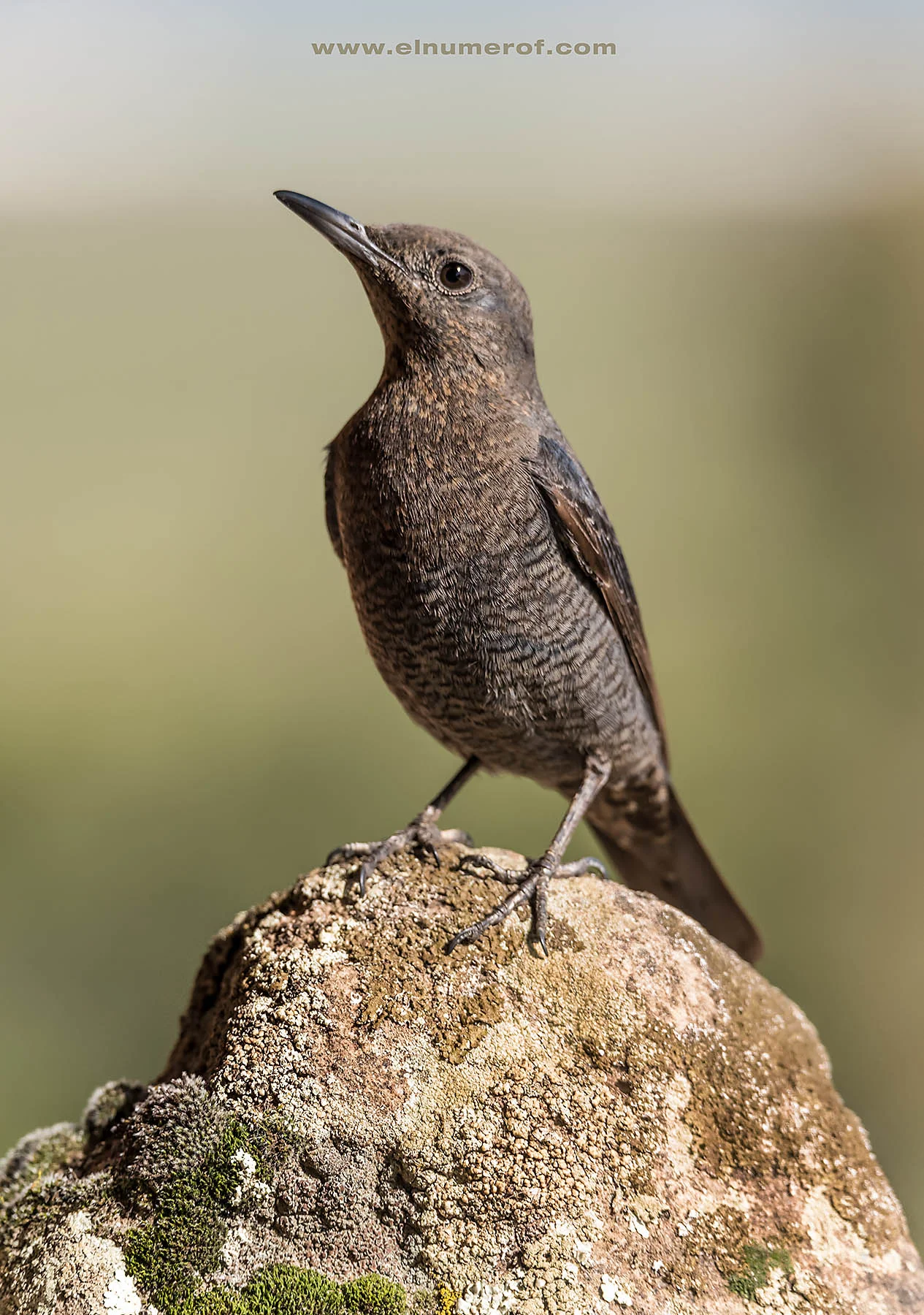 ROQUERO SOLITARIO 13.jpg