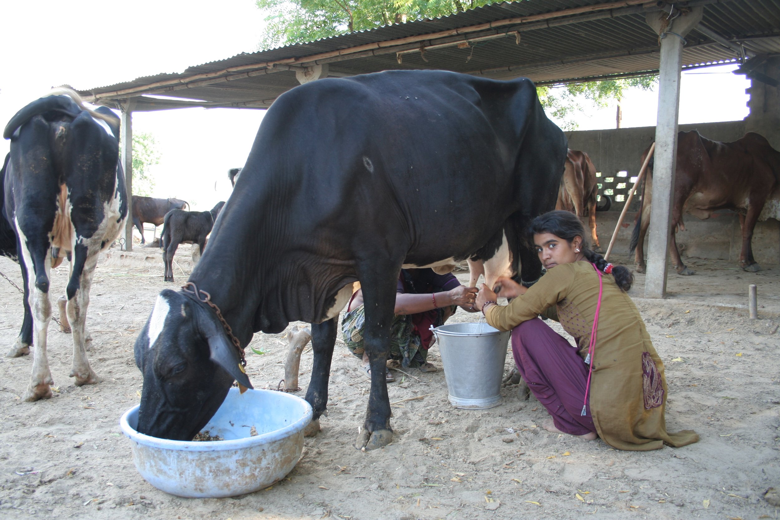 Cow_milking,_near_Mehsana,_Gujarat,_India.jpeg