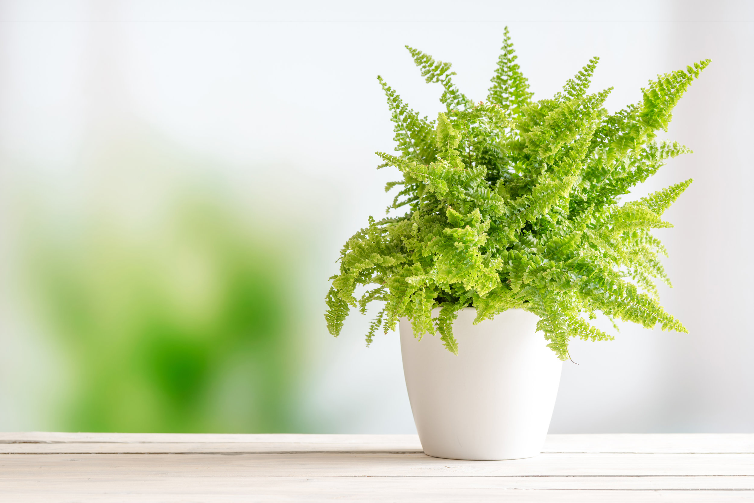 AdobeStock_109044529.jpeg