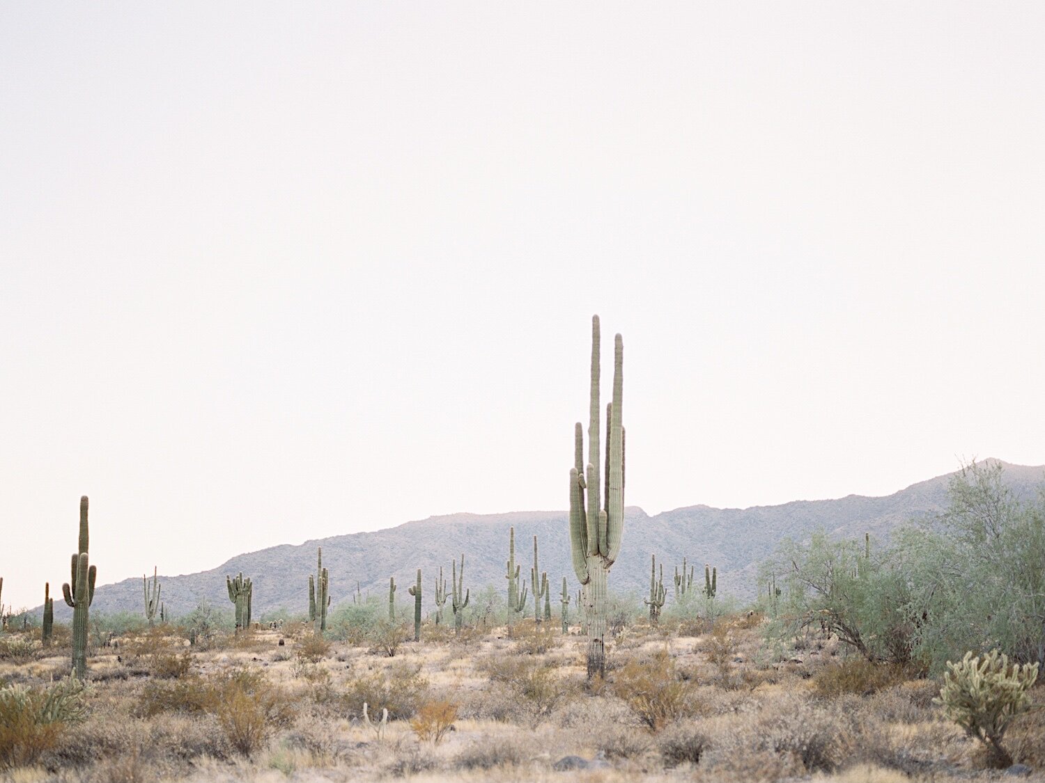 ArizonaWhiteTanksDesertEngagement_SajePhotography_13.jpg