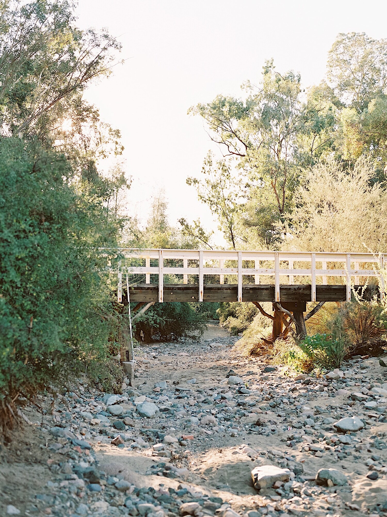 EucalyptusForestArizonaEngagementSession_SajePhotography_12.jpg