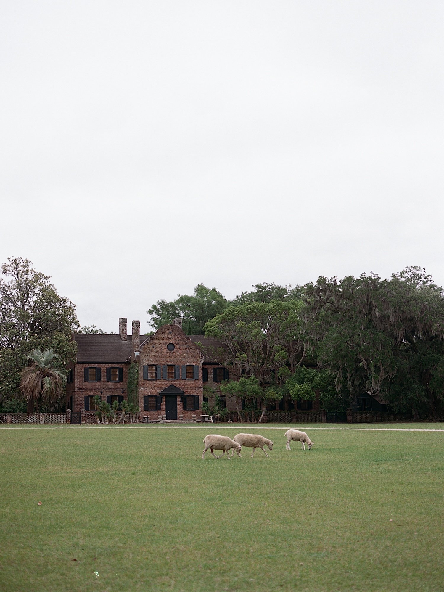 59_middleton_place_wedding_charleston_south_carolina_dusty_blue_saje_photography_32.jpg