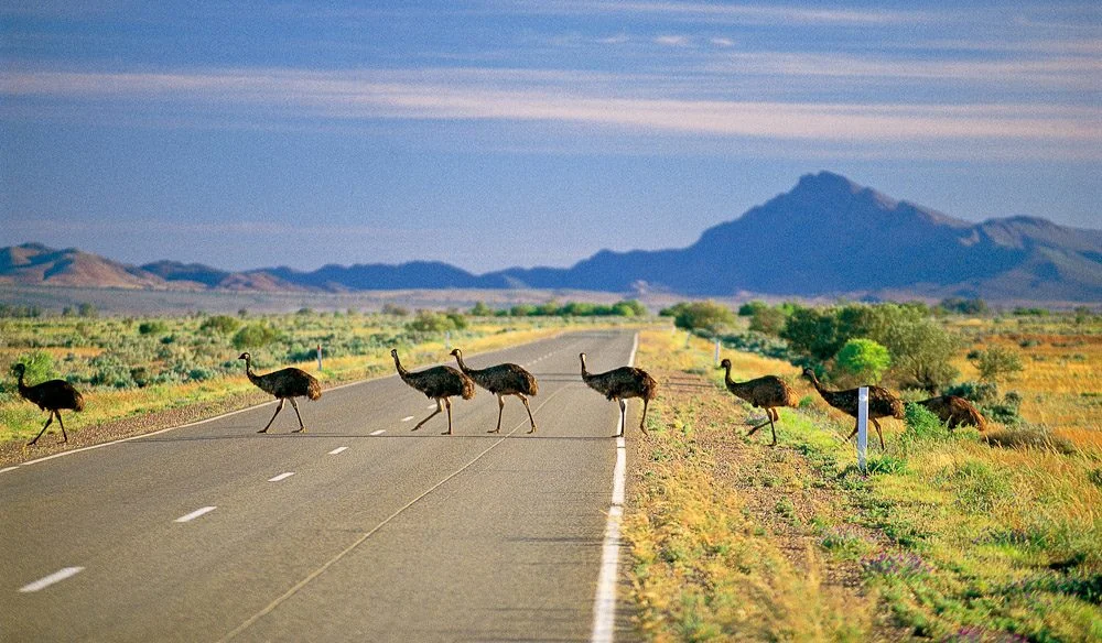 Great-Drives-Of-Australia-The-Flinders-Ranges-2.jpg