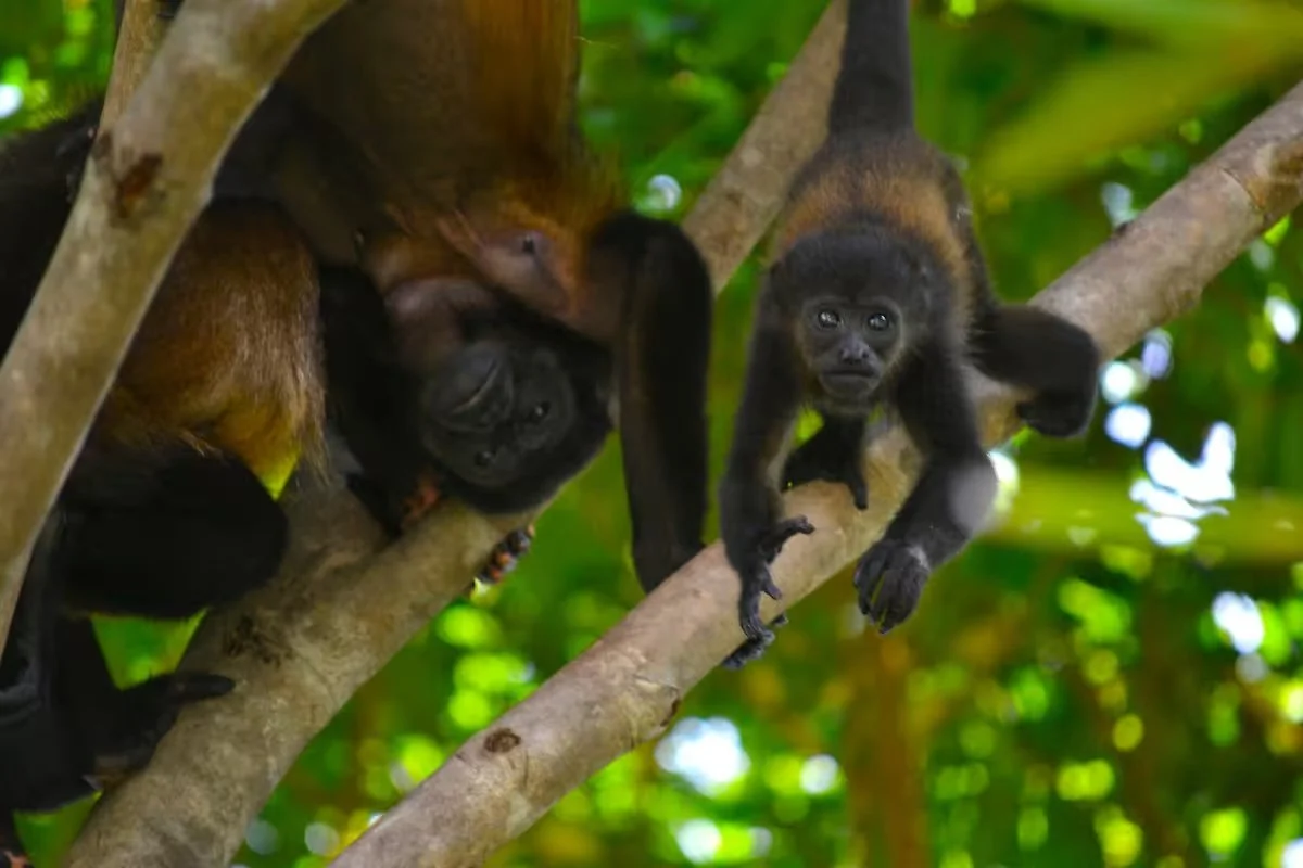 howler monkeys.jpeg