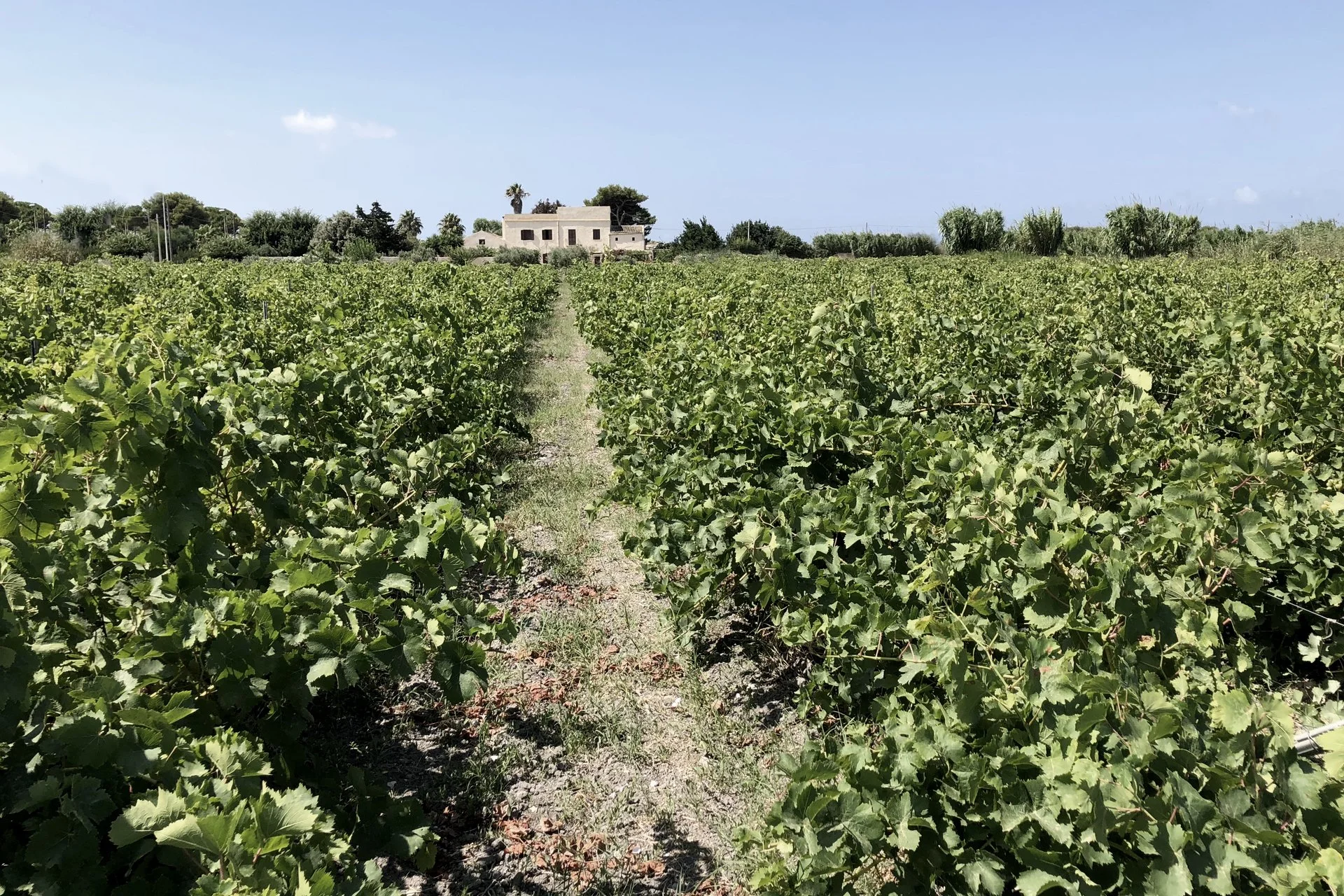 farm-pic-01.jpg