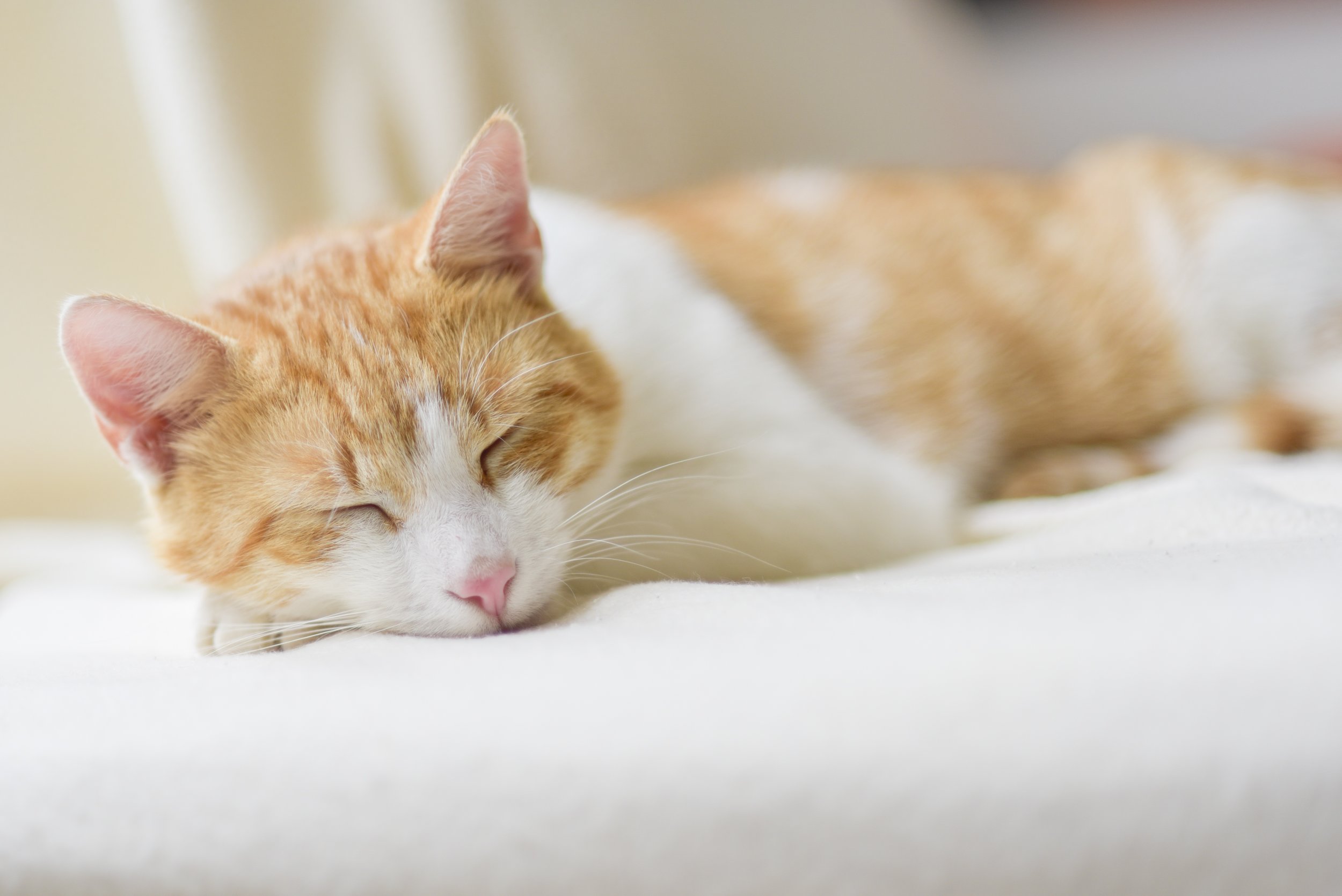 kitty sleeping 2.jpeg