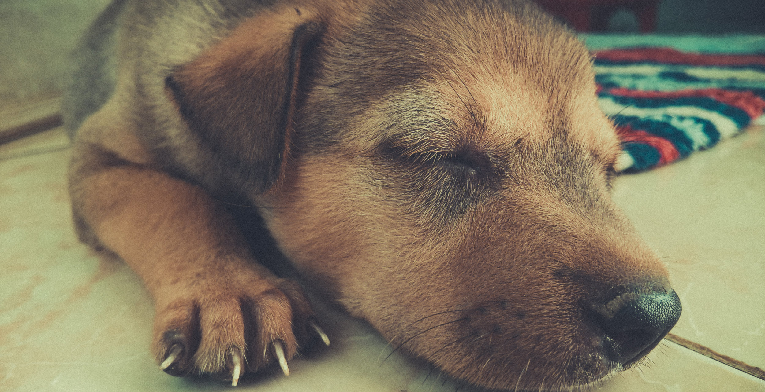 puppy sleeping.jpeg
