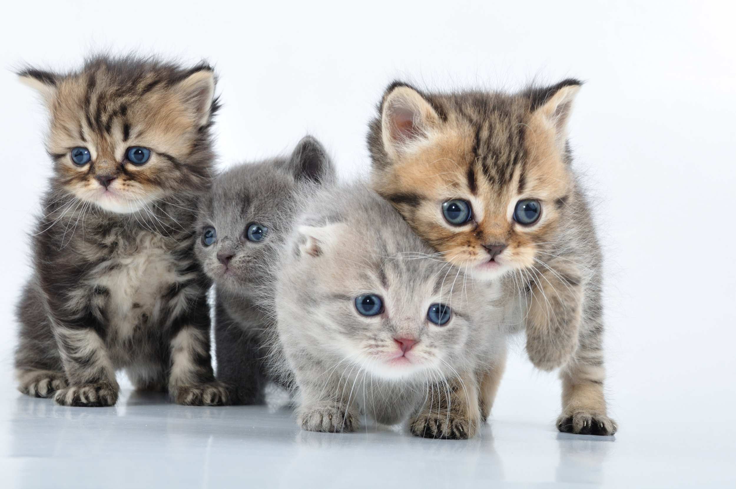 Sure, they’re cute. But do you really want them to run your life?