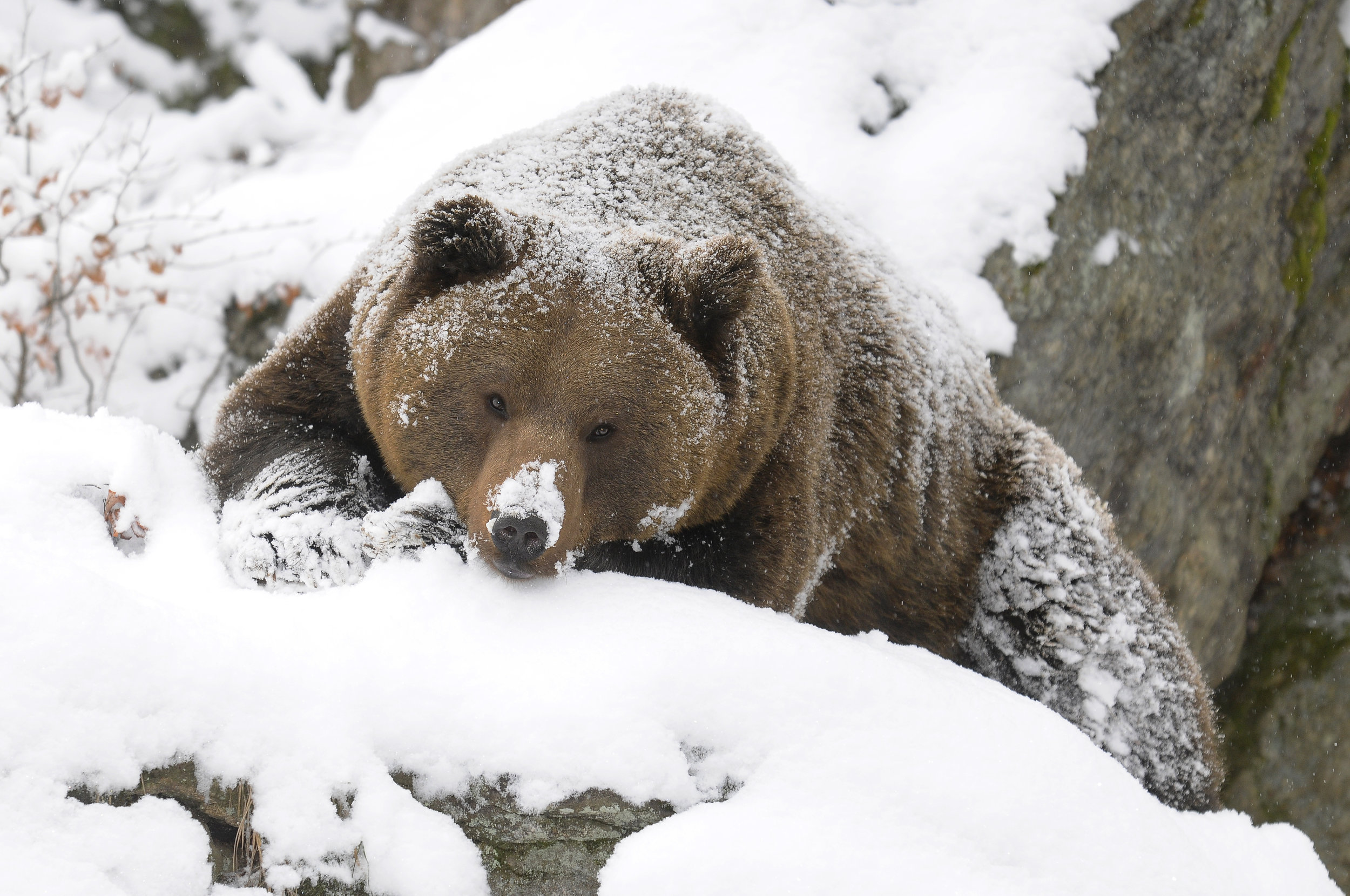 Take it from this hibernation expert: sometimes it’s best to just stay in!