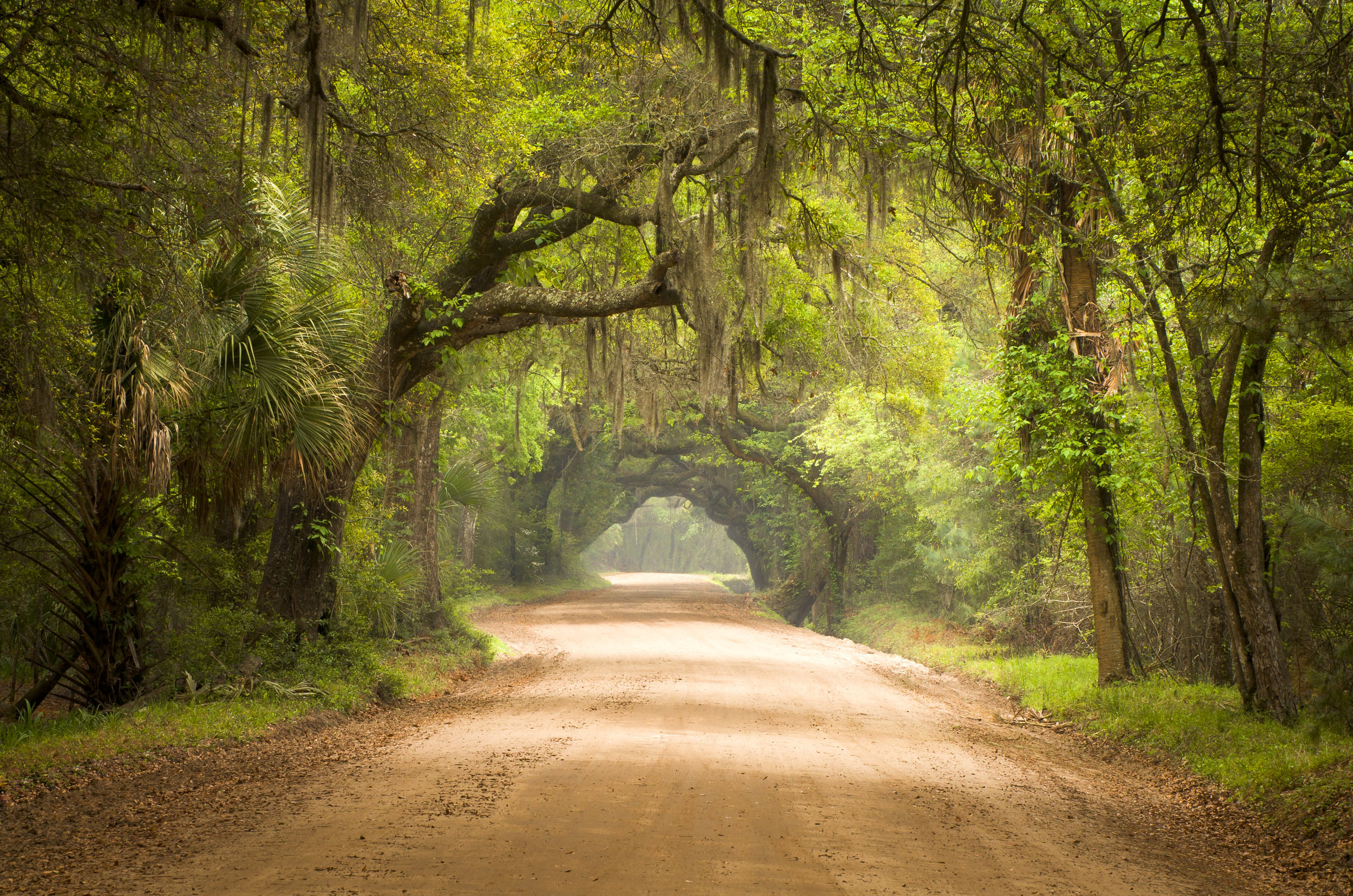 Forest Path.jpeg