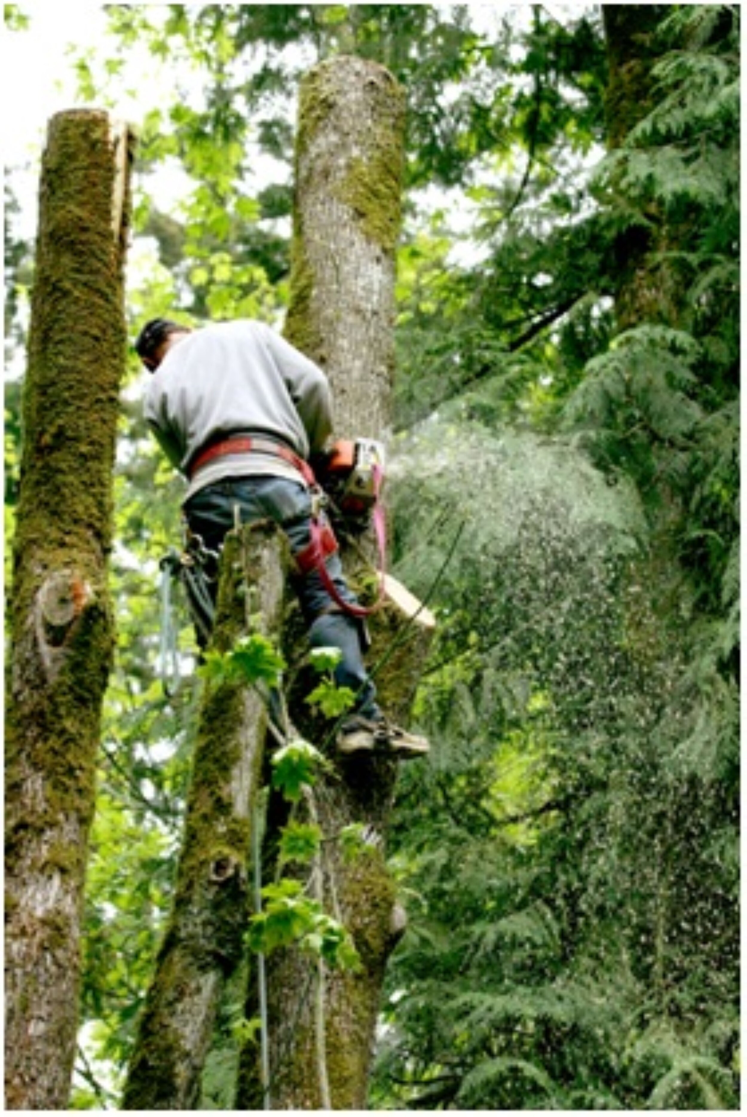 tree service 1.jpg