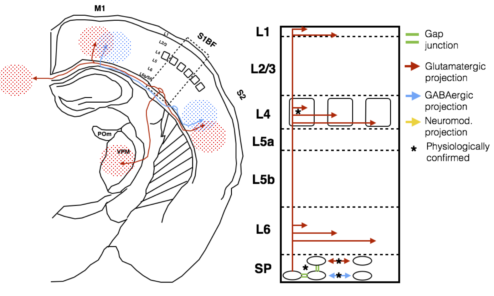 I realize now there is an arrow missing there. Subplate (or at least mature L6b) neurons also project to higher-order thalamic nuclei, of which the POm is an example.