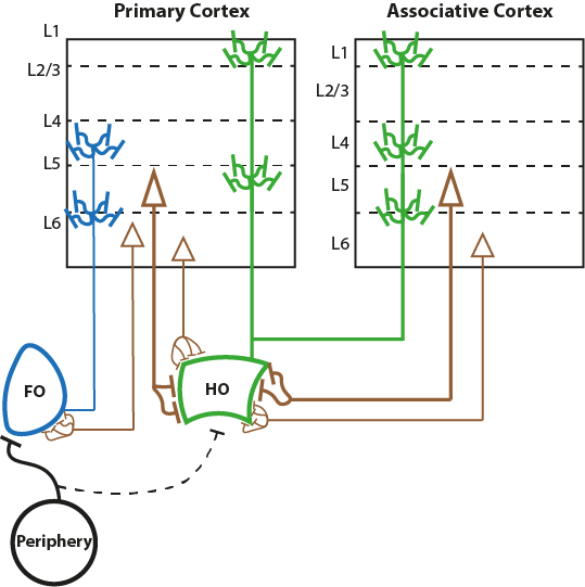 Corticothalamocortical.png
