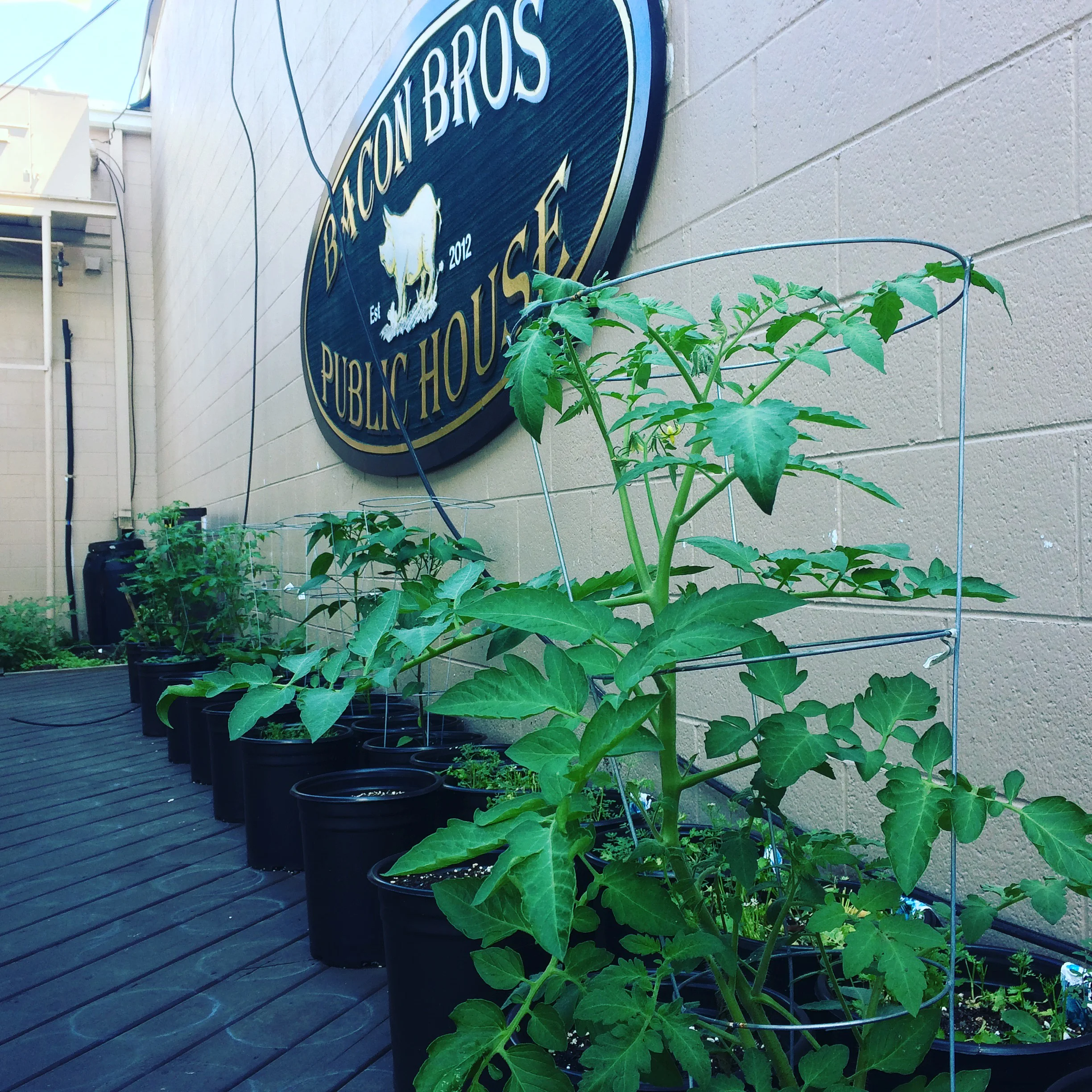 Bacon Brothers Garden.jpg