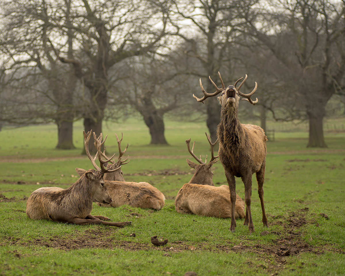 We love the deer roaming free around Wollaton Hall and throughout the deer park