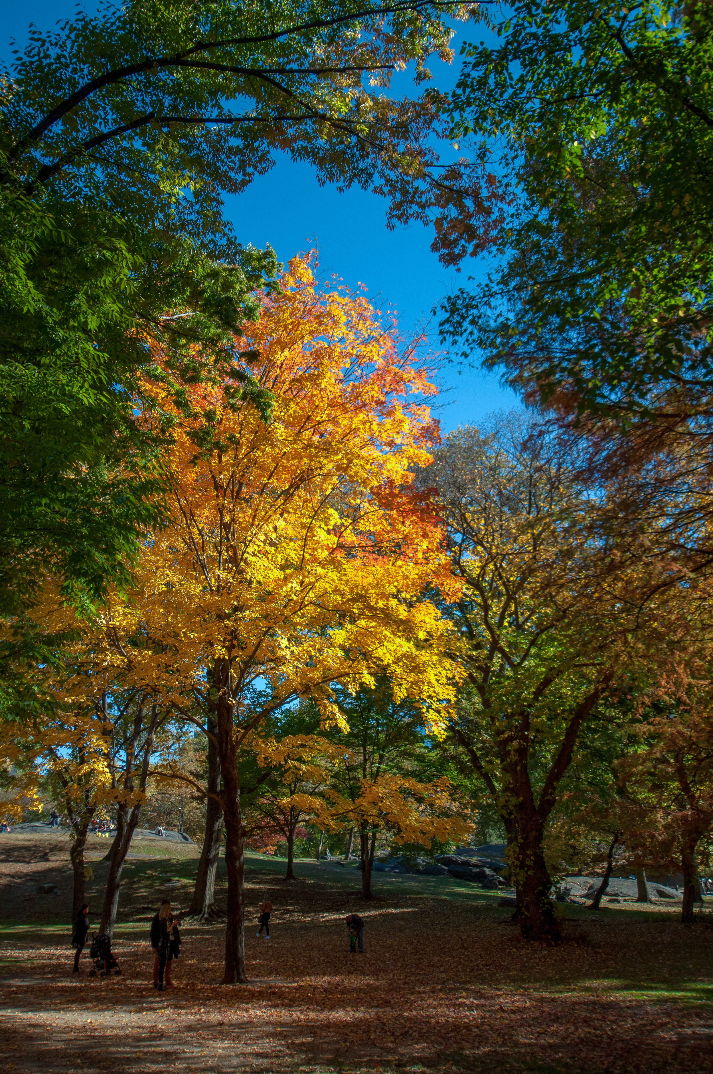 Whilst exploring Central Park, NY a few years ago this stunning sight appeared before our eyes - I just loved how the light was coming through the trees lighting up this beautiful, vibrant tree.