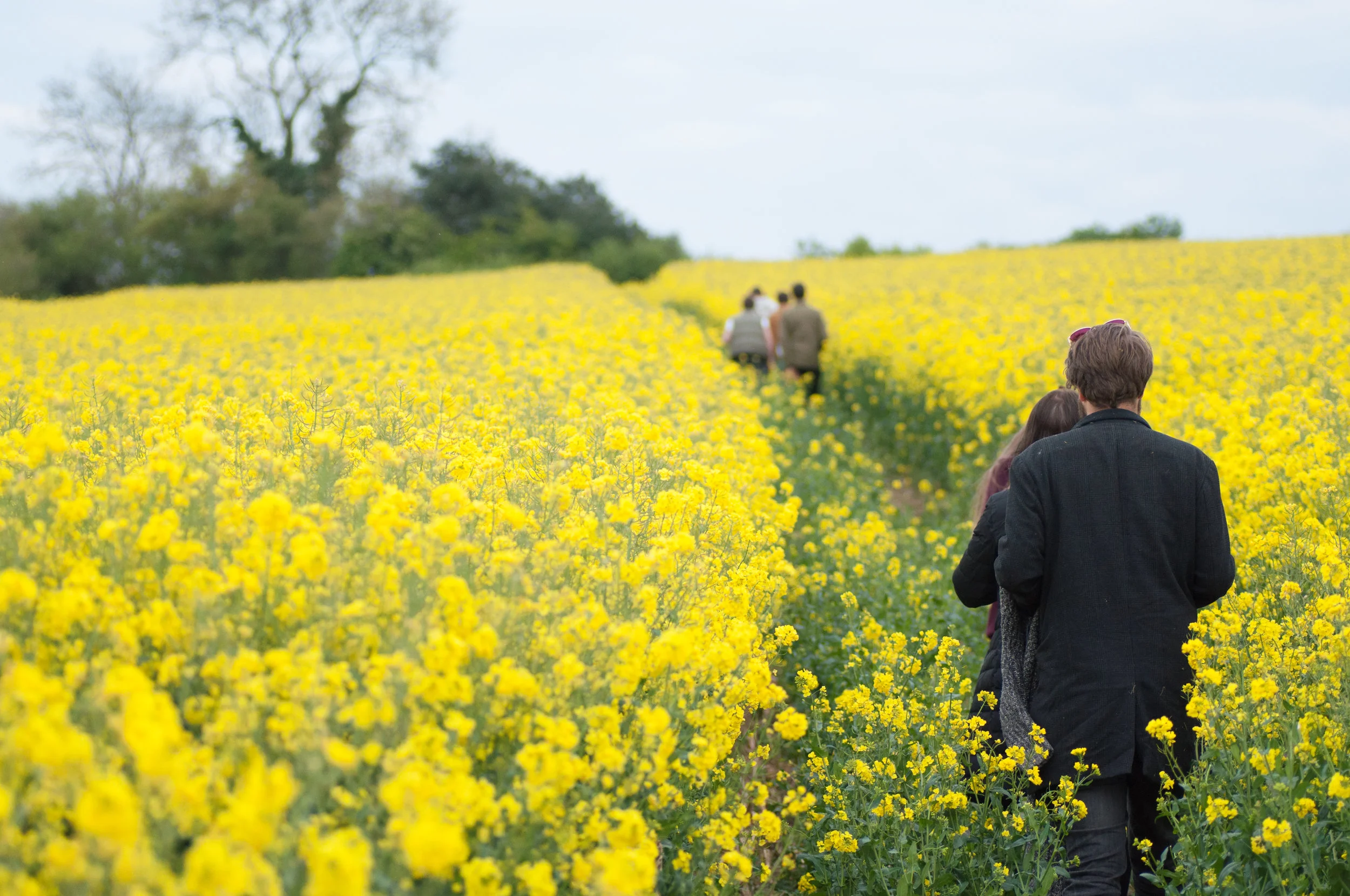 The line this path draws takes you through the colourful rapeseed field, making you feel like you are there