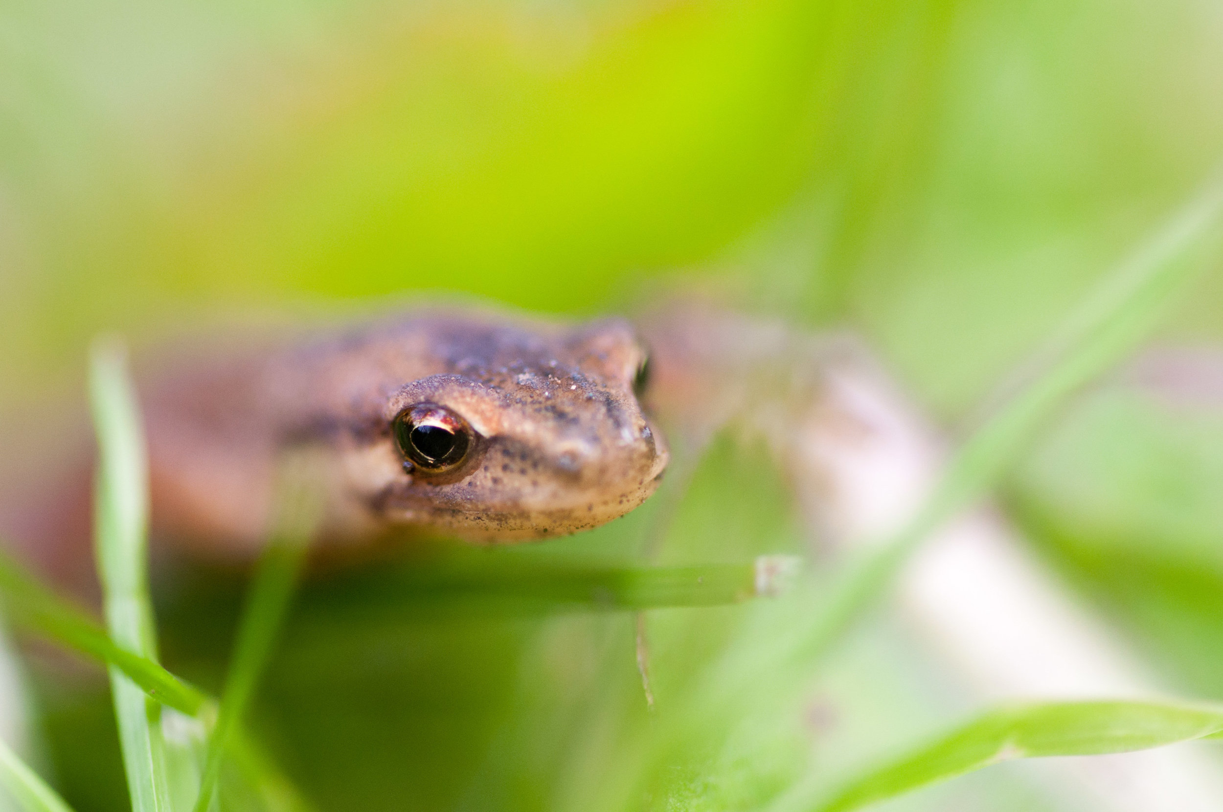 This little fellow was lurking in our garden last spring
