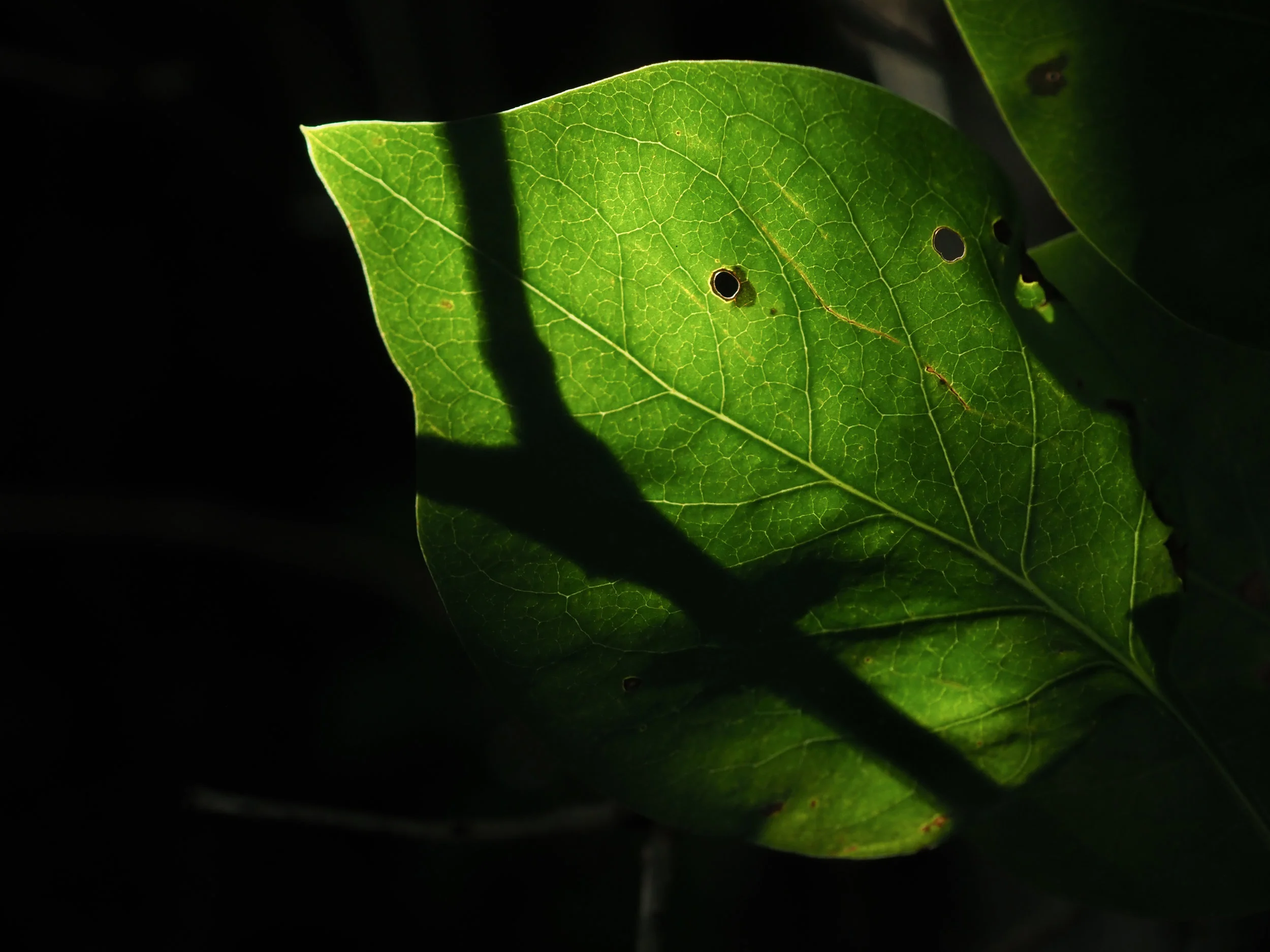 P8100660-3.jpg