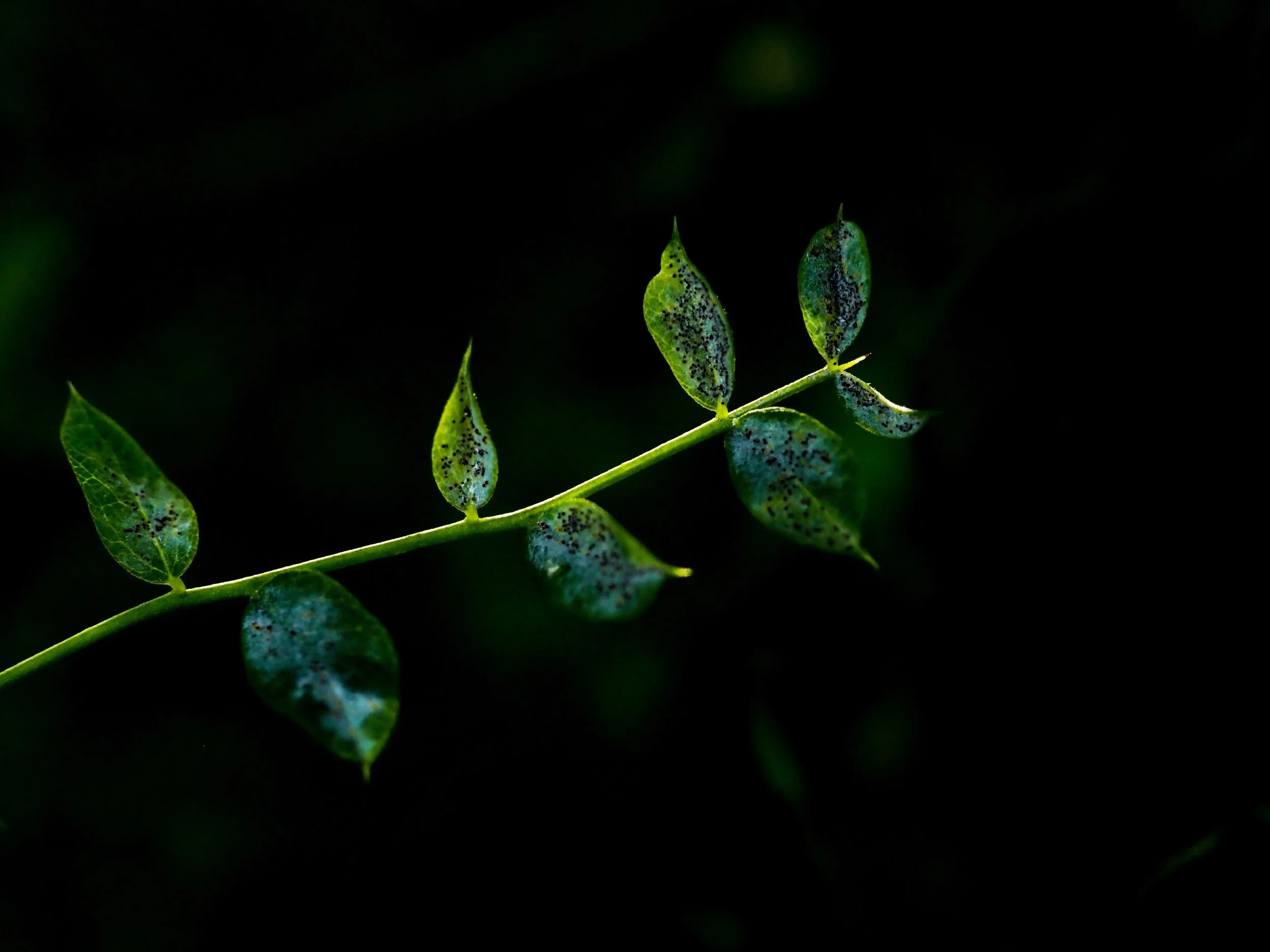 P8100510-3B.jpg