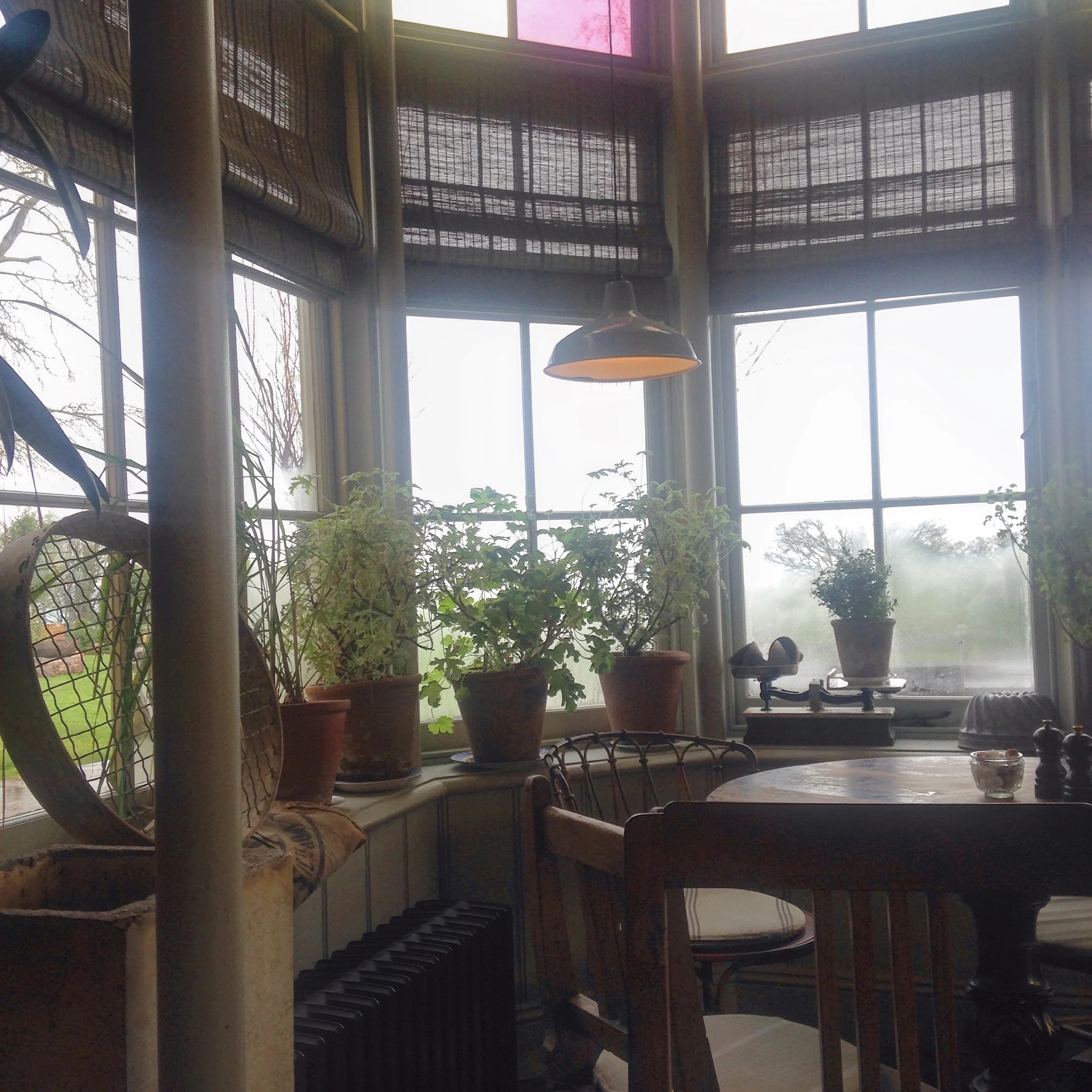 pig greenhouse.jpg