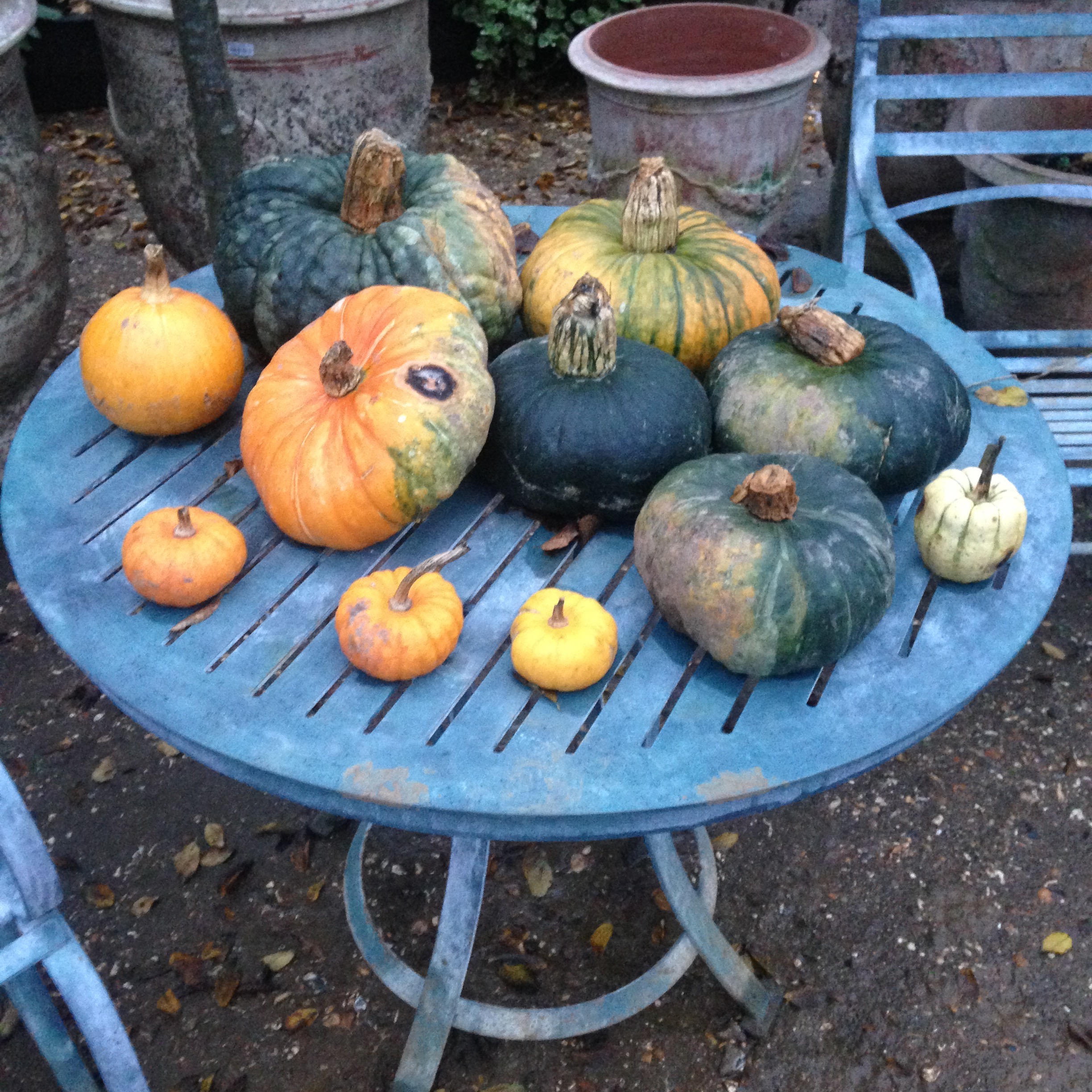 pumpkins.jpg