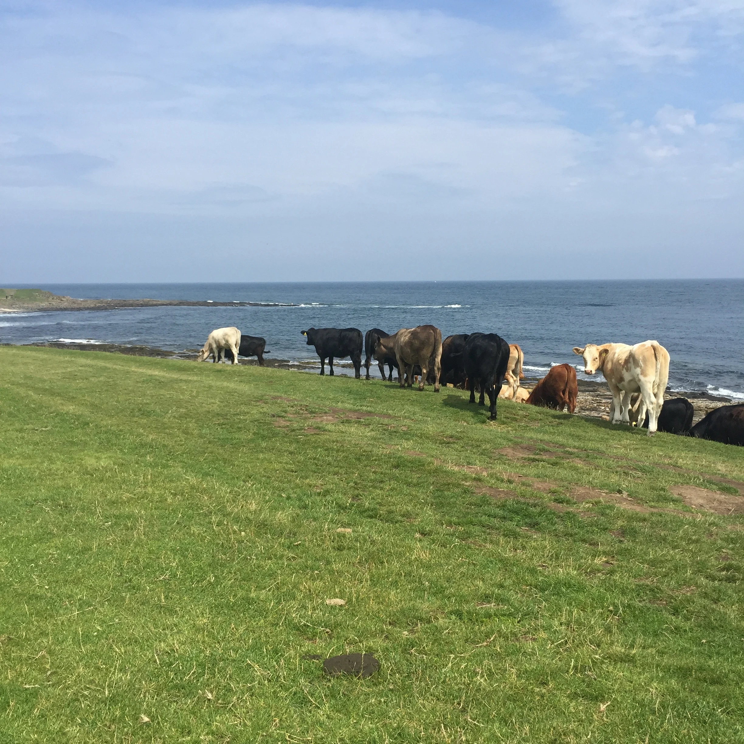beach cows.jpg