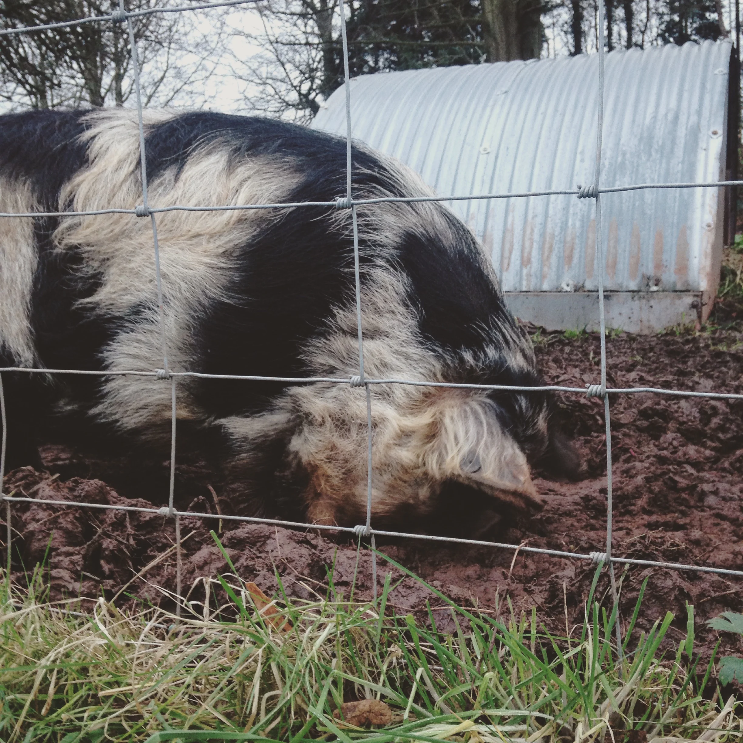 bath pig.jpg