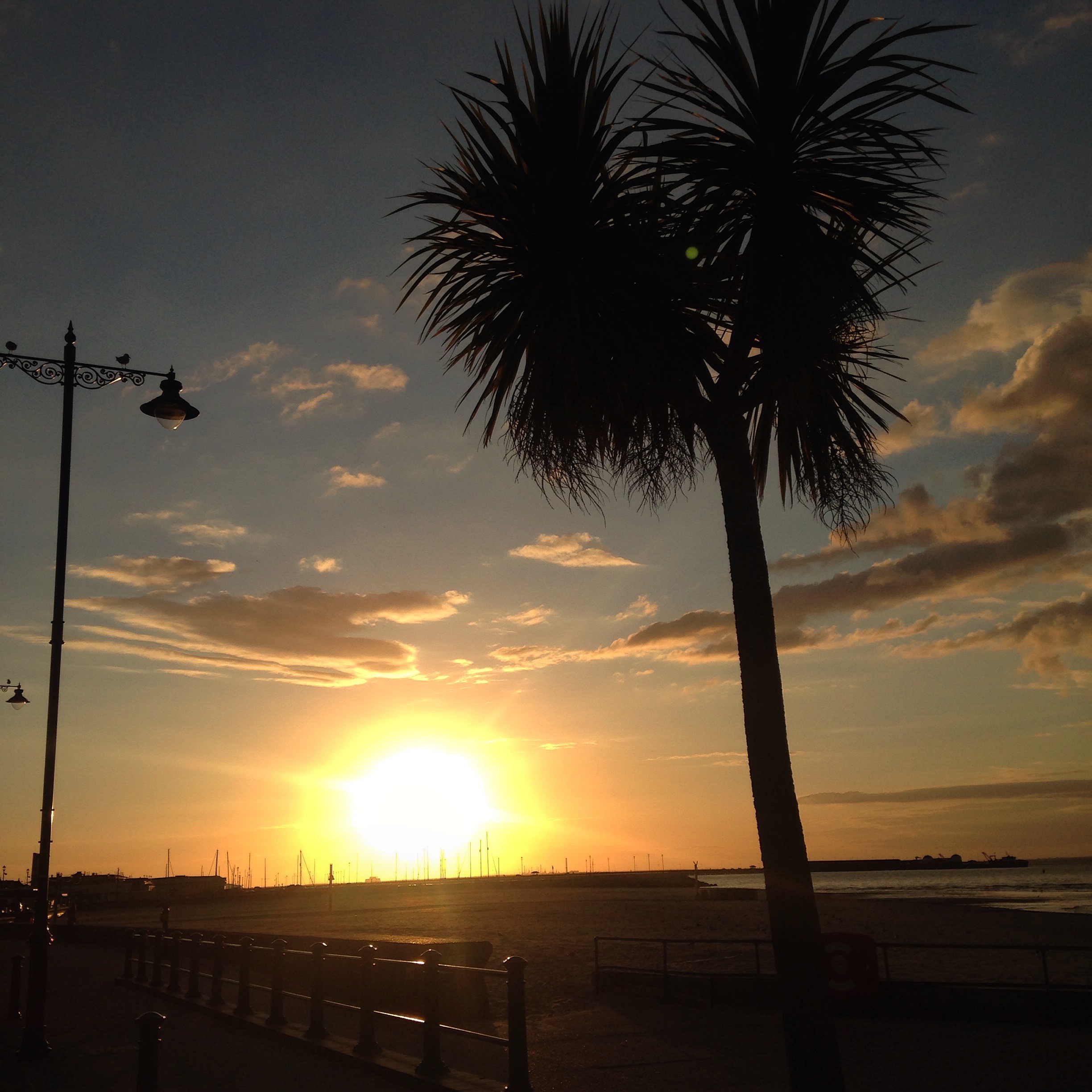 IOW PALM.jpg