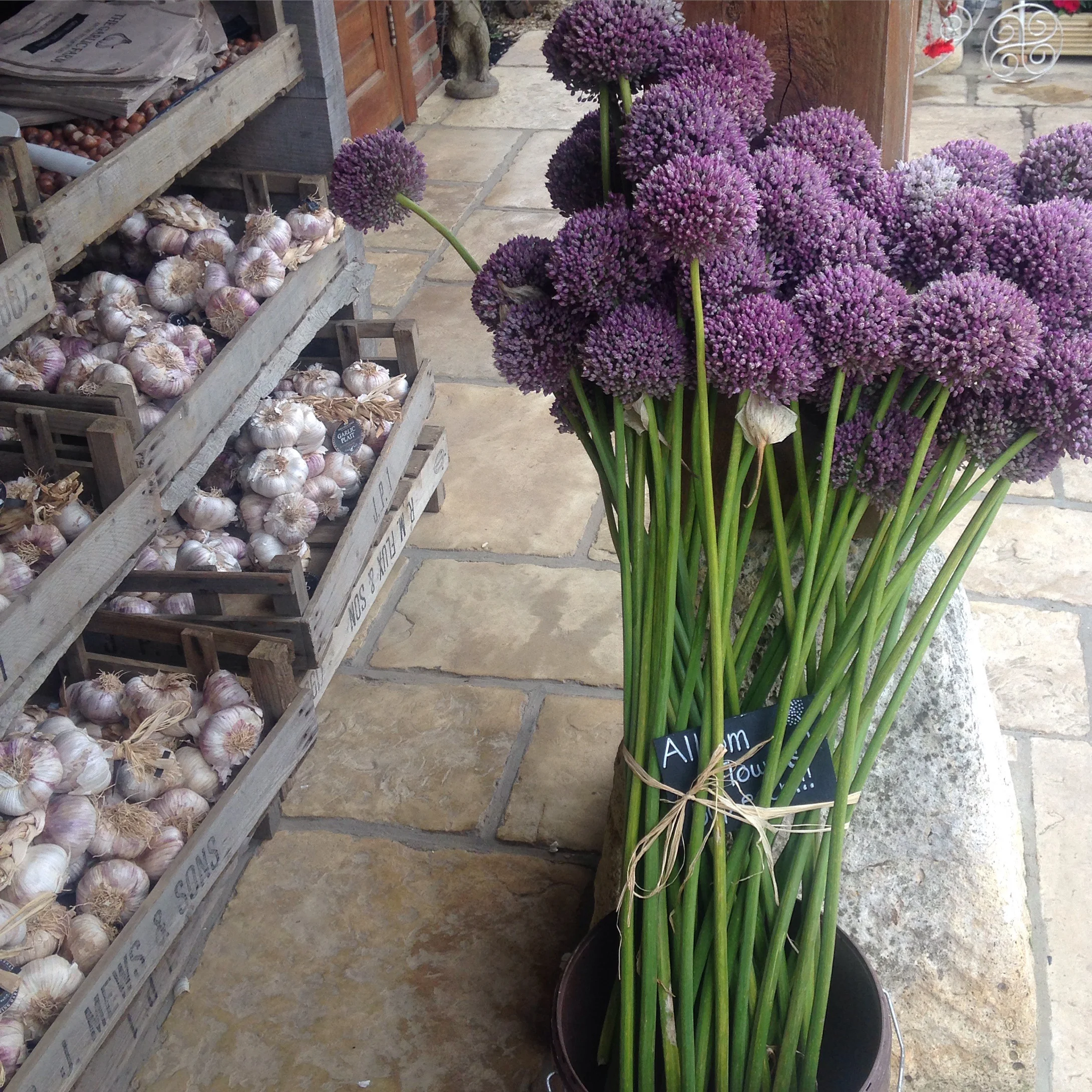 purple flowers.jpg