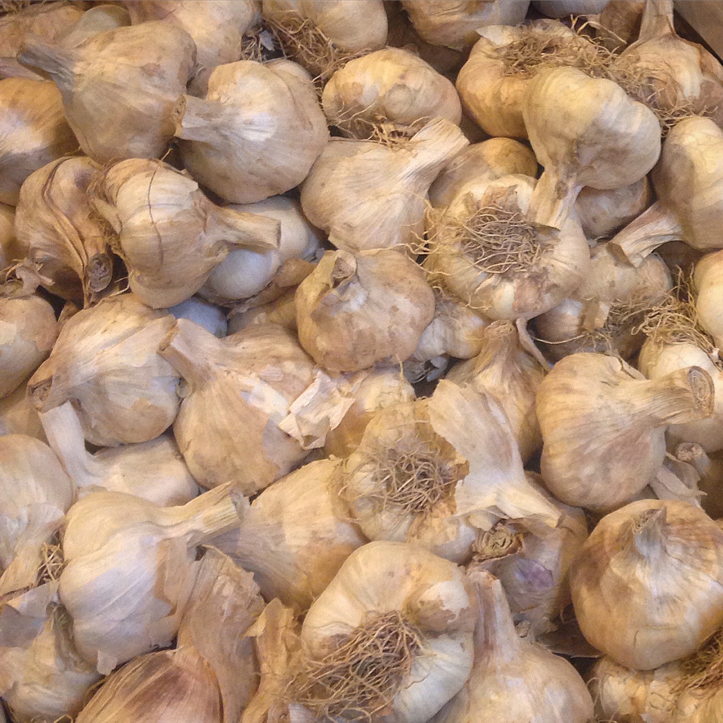 garlic.jpg