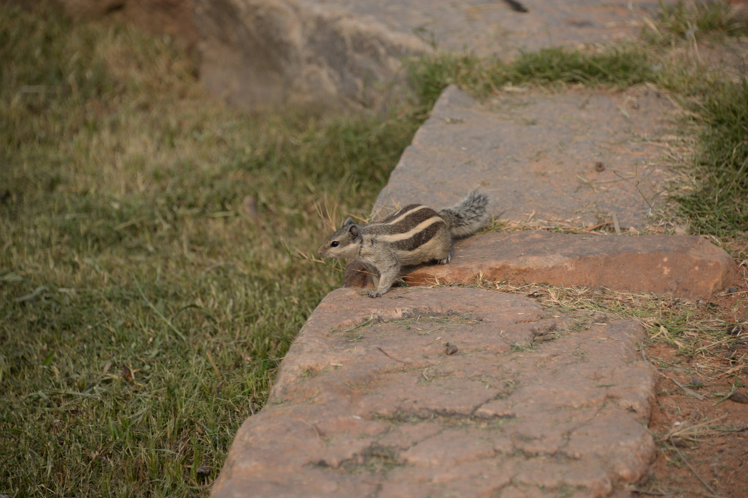 NMF_5518.JPG