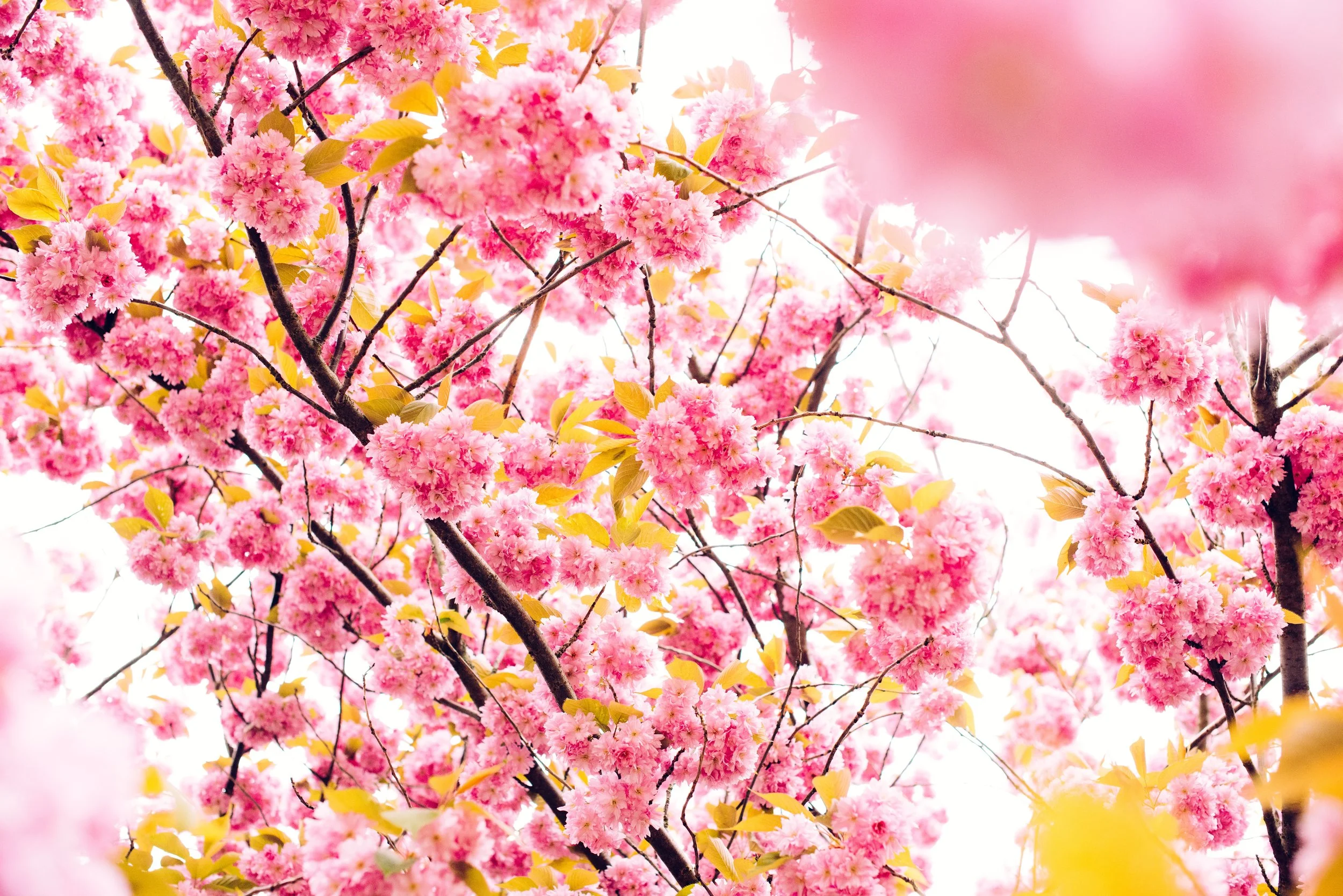 Cherry Blossoms Spring.jpg