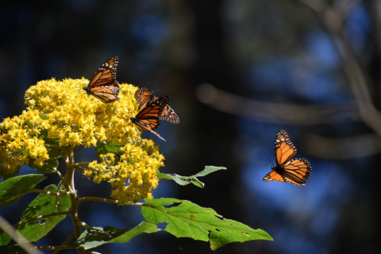 Mexico in Brushstrokes: Butterflies &amp; Bold Watercolor