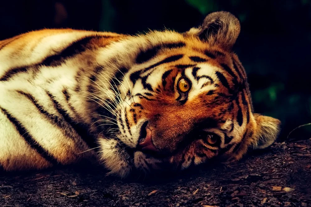 Pixabay-1-5-Amazing-Websites-for-Professional-Free-Stock-Photos copy.jpg
