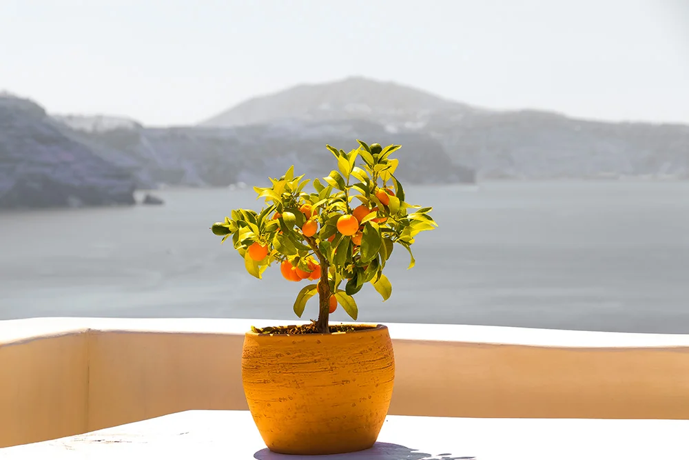 Stocksnap-2-5-Amazing-Websites-for-Professional-Free-Stock-Photos copy.jpg