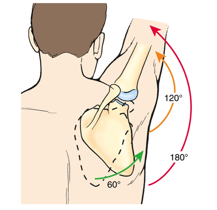 Physical therapy for neck and shoulder pain the vital role