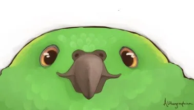 Yellow Naped Amazon art by Jenn Deutscher http://www.alithographica.com/