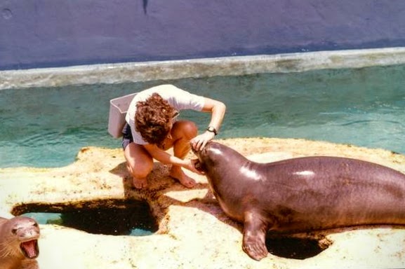 Training dental health behaviors with previously wild Hawaiian Monk Seals at the Waikiki Aquarium.