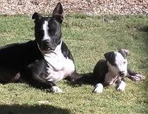 Thunder & Sophie sunbathing in their Phoenix yard stay protected with sunscreen. Photo: Orla Bobo