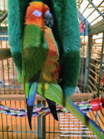 Lost Bird Found Bird Harmony Animal Behavior