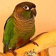 Gizmo, a Green Cheek Conure. Copyright 2004 - 2014 by M. D. Vaden
