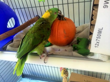  An organic pumpkin about to be “processed”…