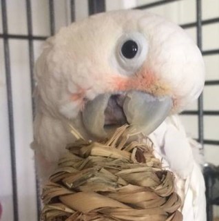  Enrichment must be non-toxic but does not have to be $$$.