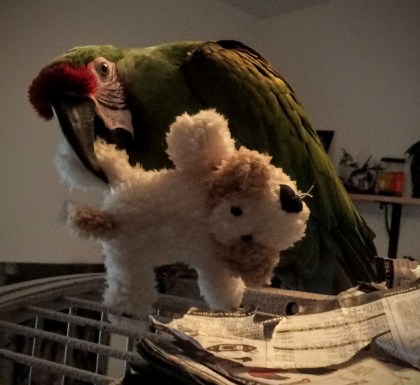 Enrichment is a personal choice. This big strong guy enjoys his stuffed doggie.